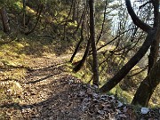 25 Sent. 561 in lungo saliscendi nel bosco di prevalenti carpini neri